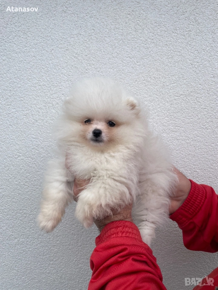 Померан Померанче, снимка 1