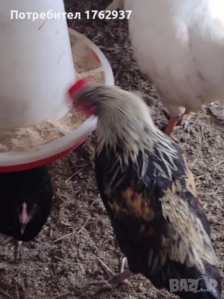 Млади Петлета , снимка 1