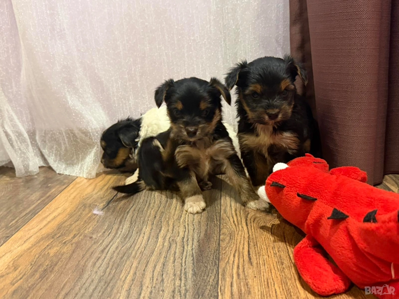 Йоркширски териер , снимка 1