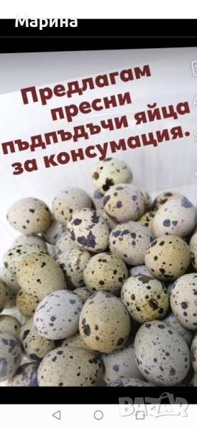 ПРЕСНИ яйца от пъдпъдъци, снимка 1