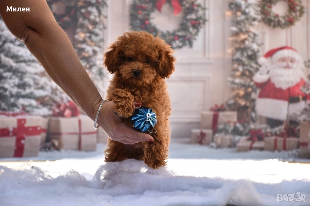 Той пудел (Toy poodle), снимка 1
