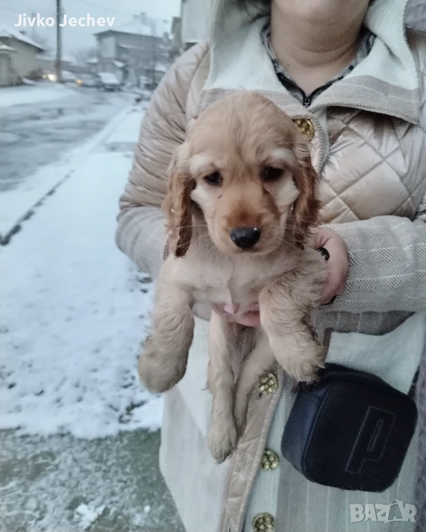 Кокер Шпаньол , снимка 1