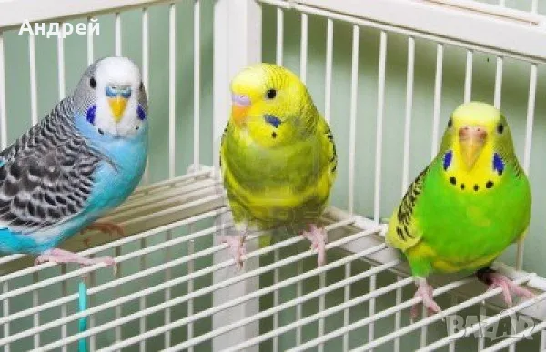 Вълнисти папагали , снимка 1