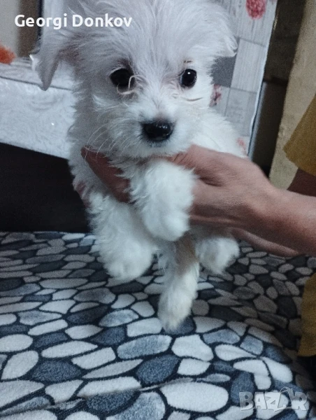 Малтийски Болонки Вънкашно и Вътрешно Опаразитени Много Хубави Кученца и, снимка 1