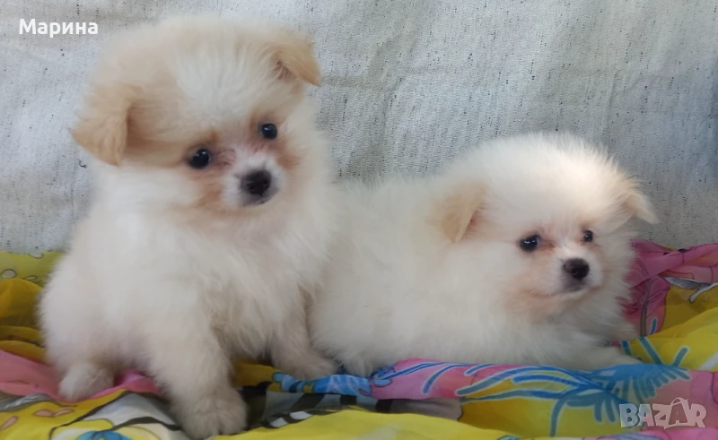 Померани мъжко и женско , снимка 1