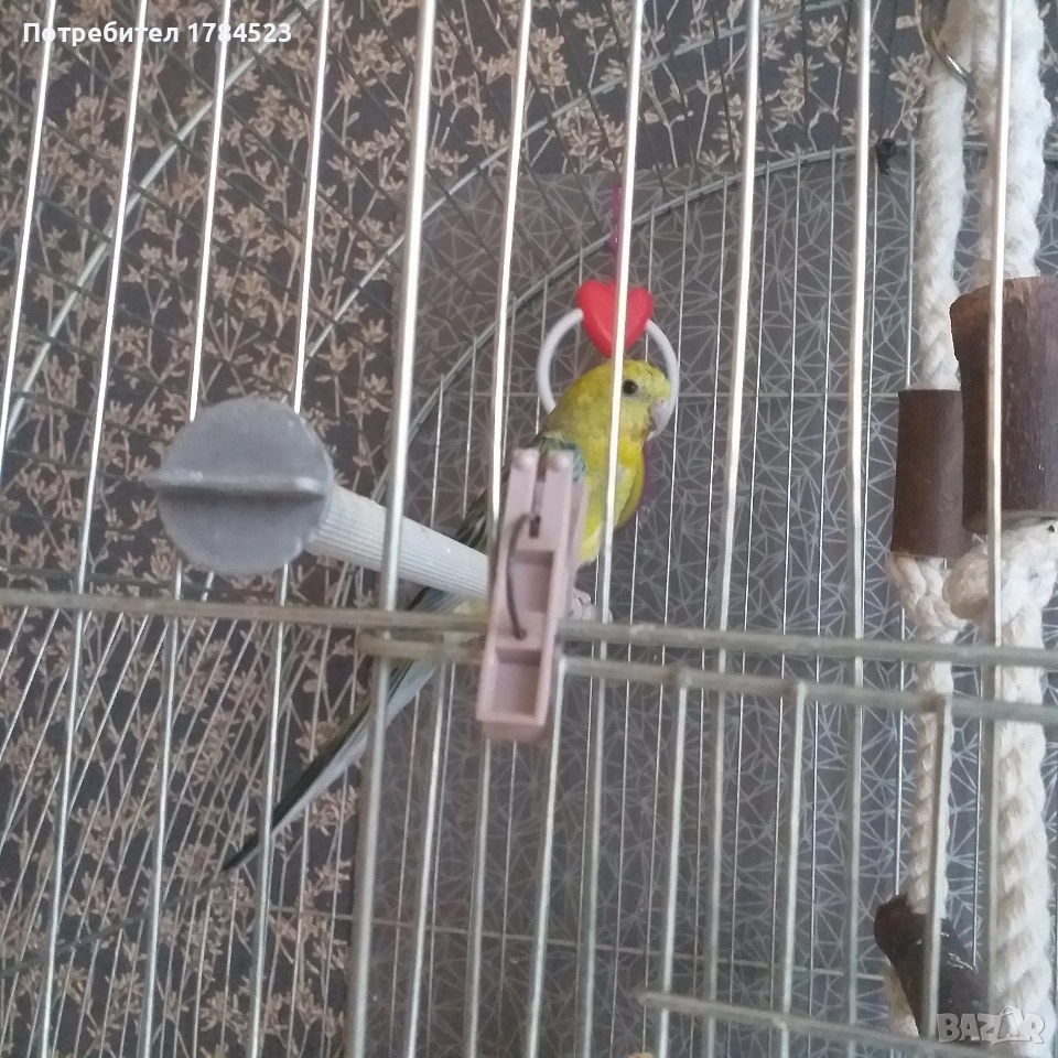 Младо Пойно папагалче., снимка 1