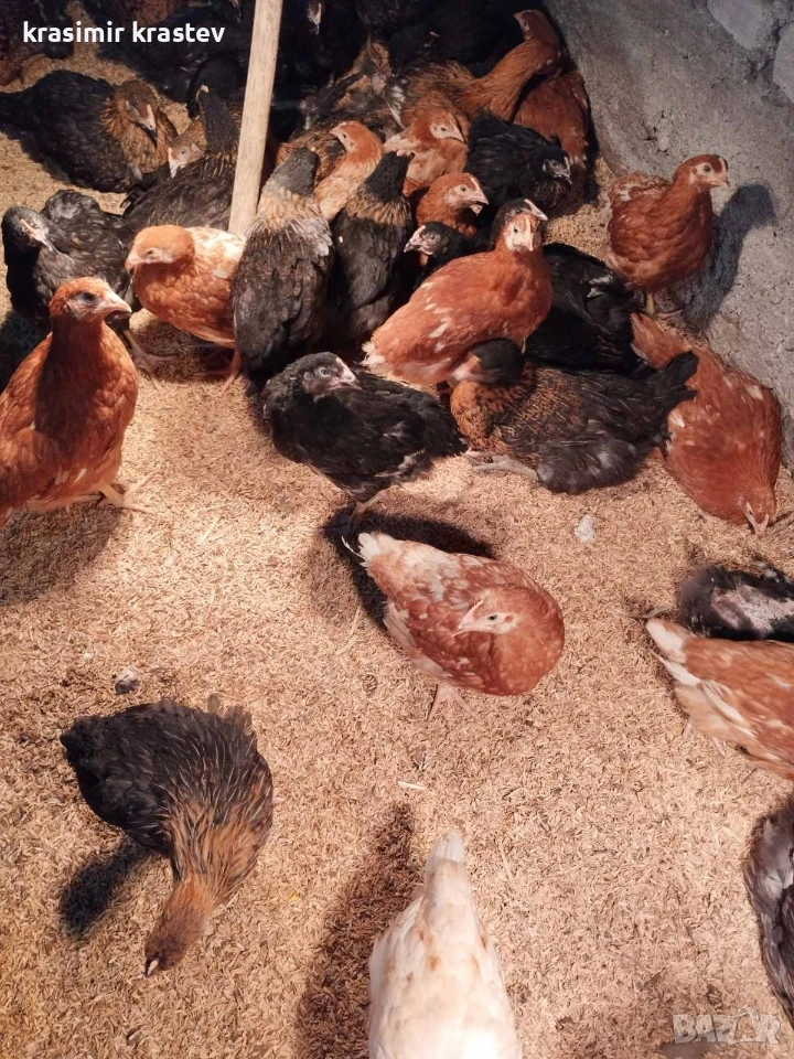 продавам пилета, снимка 1