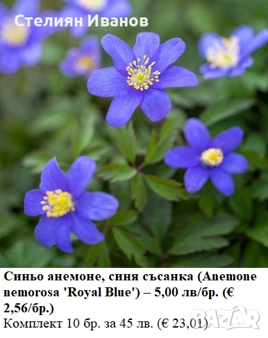 Синьо анемоне, синя съсанка (Anemone nemorosa 'Royal Blue') –  коренище, снимка 1