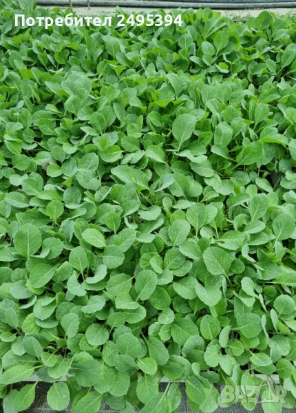 Продавам разсад зеле сорт Пруктор и Чиърс, снимка 1