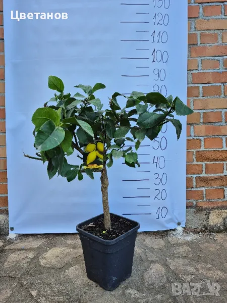 ЛИМОН ЛУНАРИО - 4 сезона, снимка 1