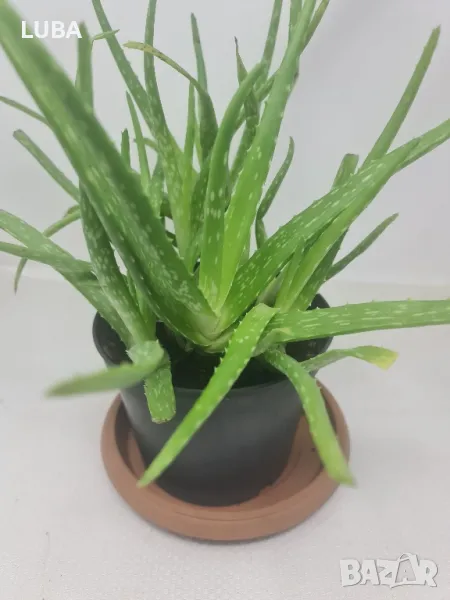 Алое барбаденсис-разсад, снимка 1