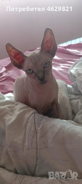 Котенца , снимка 1