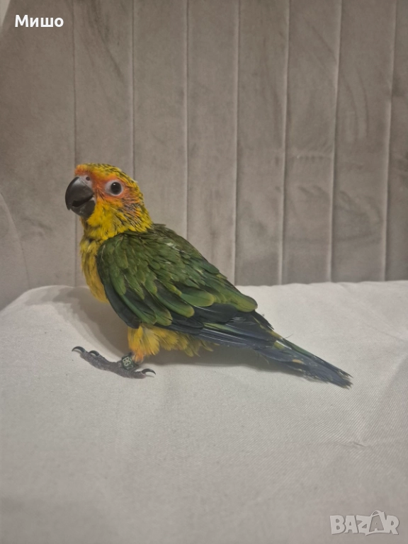 Ръчно хранена Слънчева Аратинга на 2 месеца, снимка 1