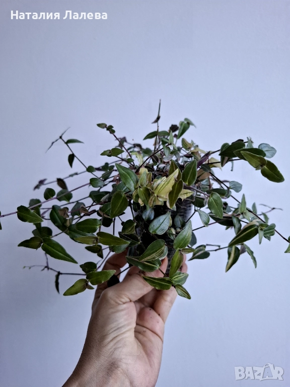 Традесканция, Гибасис, gibasis tahitian bridal veil var , снимка 1