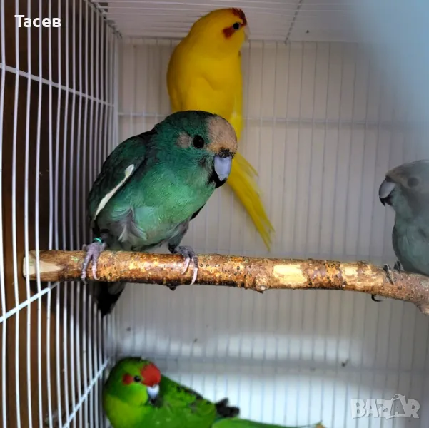 Какарики, снимка 1