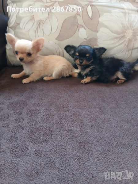  Чихуахуа дългокосмето , снимка 1