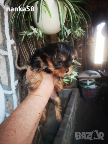 Продавам йорки, снимка 3 - Йоркширски териер - 51024961