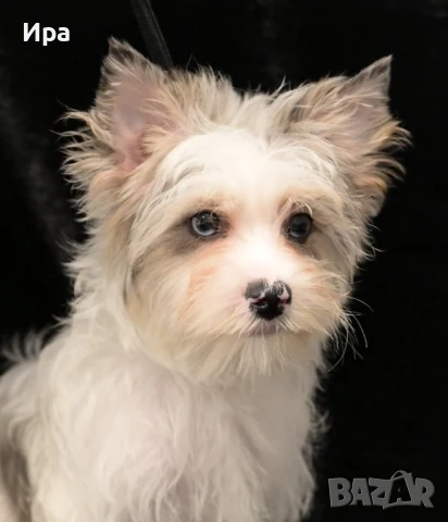 Момиче, йорки, снимка 1