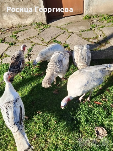Домашни пуйки мъжки и женски 0897614893 Цена по договоряне, снимка 3 - други­ - 52739963