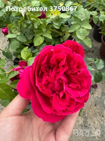 🌹РОЗА 🌹Gpt Red Eden Rose® (Eric Tabarly®) 🌹, снимка 9 - Градински цветя и растения - 51135670