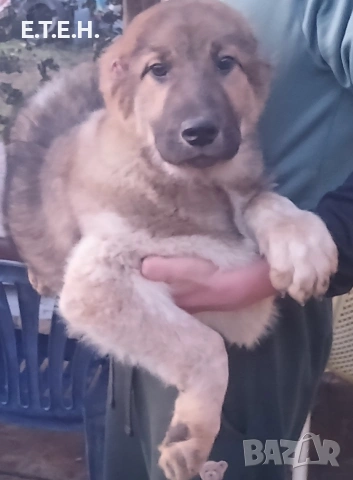 Средно Азиатска Овчарка Алабаи , снимка 2 - Алабай - 53405176