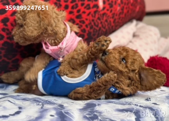 Пудел той, снимка 1