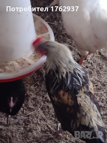 Млади Петлета , снимка 1