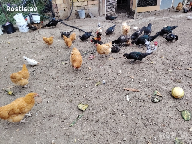 неми юрдечки, снимка 7 - Патици и гъски - 51689866