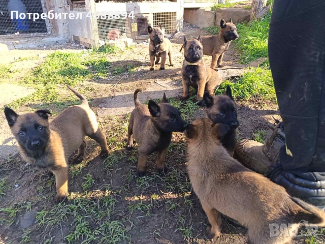 Продавам Белгийска овчарка „Малиноа“, снимка 2 - Белгийска овчарка - 52863873