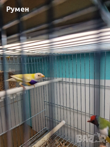 Чифт гулдови амадини, снимка 14 - Амадини - 52976074