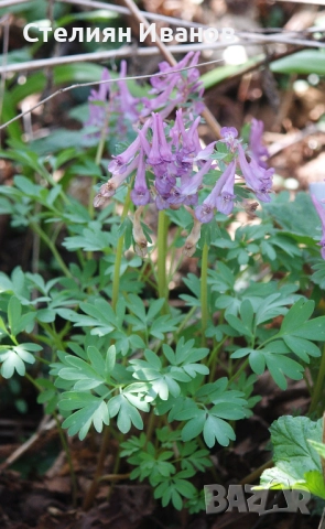 Коридалис, плътногрудеста лисичина (Corydalis solida) – грудки, снимка 2 - Сортови семена и луковици - 52371826