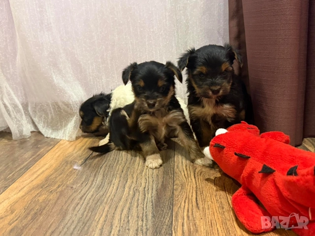 Йоркширски териер 