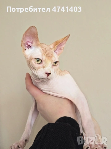 Котенца Канадски Сфинкс, снимка 7 - Други - 53527343