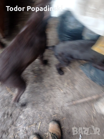 Куче дратхар срешно, снимка 2 - Дратхаар - 53128897