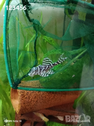 L333, снимка 5 - Рибки - 52043873