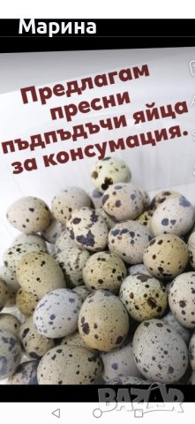ПРЕСНИ яйца от пъдпъдици