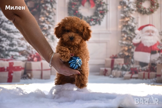 Той пудел (Toy poodle)