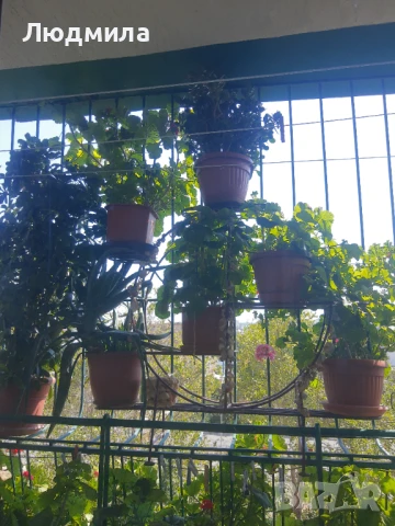 Цветарник,ковано желязо на няколко нива,грундиран и боядисан , снимка 13 - Градински мебели, декорация  - 50096264