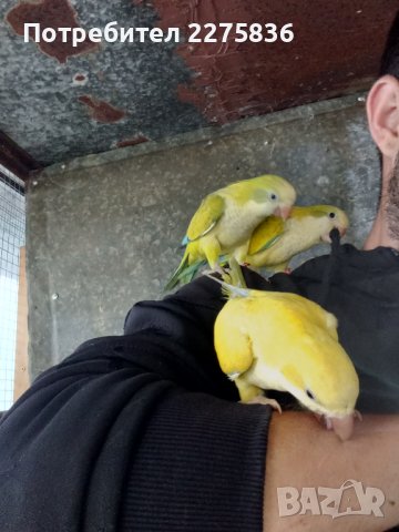 Монашески Папагалчета (монах), снимка 7 - Папагали - 37902418