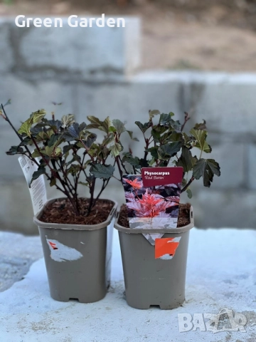 Физокарпус Червен Барон, снимка 2 - Разсади - 52006018