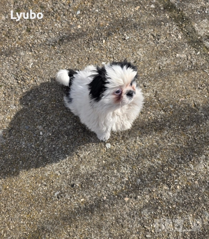 Пекинез , снимка 3 - Пекинез - 52991149