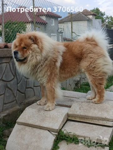 Чао Чао мъжки за разплод ДОГОВАРЯНЕ, снимка 6 - Чау Чау - 50707329