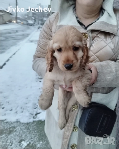 Кокер Шпаньол 