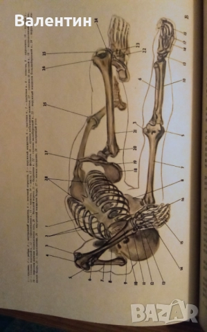 Пластична анатомия на човека и на четириногите животни и птици на руски език, снимка 2 - Специализирана литература - 52045113