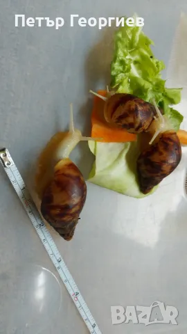 Гигантски африкански охлюви Achatina , снимка 4 - Други - 47340517