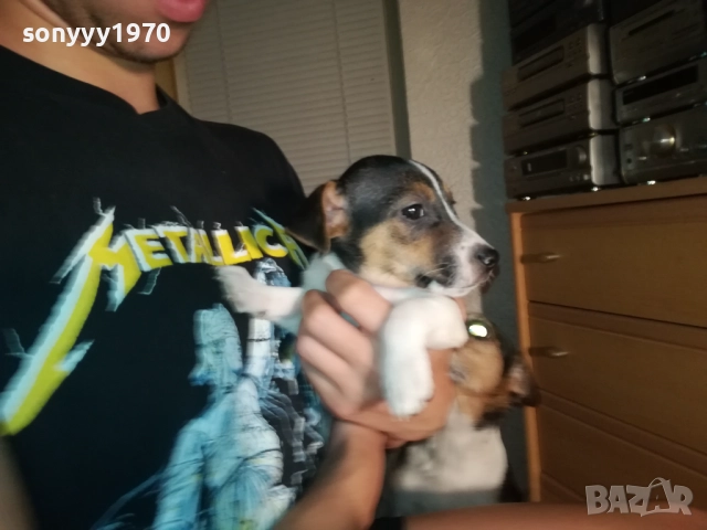 ДЖАК РЪСЕЛ С ПАСПОРТ И ВАКСИНА-МОМЧЕ В ТРИ ЦВЯТА 1110252034, снимка 6 - Джак ръсел териер - 52021651