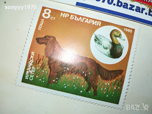 МАРКА 3 НРБ 1985 ИРЛАНДСКИ СЕТЕР 1203231544, снимка 3 - Филателия - 39972380