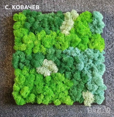 Уникални, модерни,свежи живи картини от естествен мъх.Градина в дома, снимка 10 - Декорация за дома - 19336040