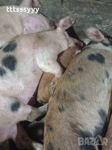 Продавам прасета .малки 150-200. Големи 600- 1100лв, снимка 2 - Прасета - 52770404