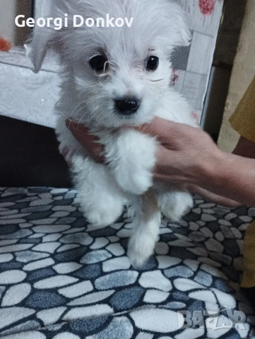 Малтийски Болонки Вънкашно и Вътрешно Опаразитени Много Хубави Кученца и, снимка 1